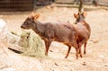 Southern pudu scientifically named Pudu pudu Royalty Free Stock Photo