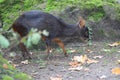 Southern pudu Royalty Free Stock Photo