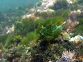 Southern Pygmy Leatherjacket Royalty Free Stock Photo