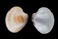 Southern quahog-Mercenaria campechiensis