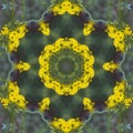 Southern Ragwort Wildflower Kaleidoscope Pattern