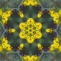 Southern Ragwort Wildflower Kaleidoscope Pattern