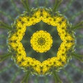 Southern Ragwort Wildflower Kaleidoscope Pattern