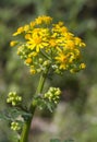 Southern Ragwort Wildflower - Packera anonyma