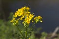 Southern Ragwort Wildflower - Packera anonyma