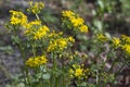 Southern Ragwort Wildflower - Packera anonyma