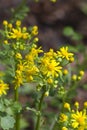 Southern Ragwort Wildflower - Packera anonyma