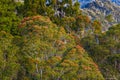 Southern Rata Tree