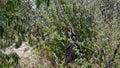 Southern red-billed hornbill bird with its characteristic red colored beak sitting on a branch of a tree in Etosha. Royalty Free Stock Photo