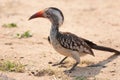 Southern red-billed hornbill Royalty Free Stock Photo