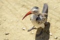 Southern Red-Billed Hornbill high angle Royalty Free Stock Photo