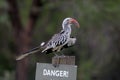 Southern Red-billed Hornbill Royalty Free Stock Photo