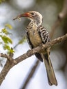 Southern red billed hornbill Royalty Free Stock Photo