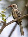 Southern red billed hornbill Royalty Free Stock Photo