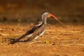 Southern Red-billed Hornbill - Tockus erythrorhynchus rufirostris  family Bucerotidae, which is native to the savannas and dryer Royalty Free Stock Photo