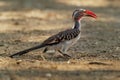 Southern Red-billed Hornbill - Tockus erythrorhynchus rufirostris  family Bucerotidae, which is native to the savannas and dryer Royalty Free Stock Photo