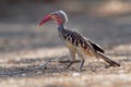 Southern Red-billed Hornbill - Tockus erythrorhynchus rufirostris  family Bucerotidae, which is native to the savannas and dryer Royalty Free Stock Photo