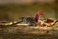 Southern Red-billed Hornbill - Tockus erythrorhynchus rufirostris  family Bucerotidae, which is native to the savannas and dryer Royalty Free Stock Photo