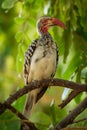 Southern Red-billed Hornbill - Tockus erythrorhynchus rufirostris  family Bucerotidae, which is native to the savannas and dryer Royalty Free Stock Photo