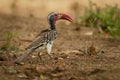 Southern Red-billed Hornbill - Tockus erythrorhynchus rufirostris  family Bucerotidae, which is native to the savannas and dryer Royalty Free Stock Photo