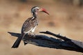 Southern Red-billed Hornbill - Tockus erythrorhynchus rufirostris  family Bucerotidae, which is native to the savannas and dryer Royalty Free Stock Photo