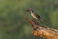 Southern Red-billed Hornbill - Tockus erythrorhynchus rufirostris  family Bucerotidae, which is native to the savannas and dryer Royalty Free Stock Photo
