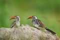 Southern Red-billed Hornbill, Tockus leucomelas, bird with big bill in the nature habitat with evening sun, sitting on the branch Royalty Free Stock Photo