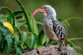 Southern Red-billed Hornbill, Tockus leucomelas, bird with big bill in the nature habitat with evening sun, sitting on the branch Royalty Free Stock Photo