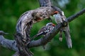 Southern Red-billed Hornbill, Tockus leucomelas, bird with big bill in the nature habitat with evening sun, sitting on the branch Royalty Free Stock Photo