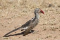 Southern red-billed hornbill Tockus rufirostris foraging on the ground for insects Royalty Free Stock Photo