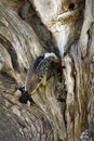 Southern red-billed hornbill Tockus rufirostris sitting on a rough trunk by the nest. The male feeds the family through a crack