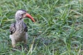 Southern red-billed hornbill Tockus rufirostris standing on the ground in Kruger National Park Royalty Free Stock Photo