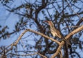 Southern Red-billed Hornbill (Tockus erythrorhynchus rufirostris) Royalty Free Stock Photo