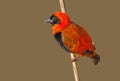 Southern Red Bishop Royalty Free Stock Photo