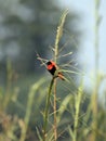 Southern Red Bishop Royalty Free Stock Photo