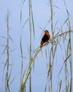 Southern Red Bishop bird, Euplectes orix in Murchison Falls National Park, Uganda Royalty Free Stock Photo