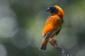 Red bishop bird Royalty Free Stock Photo