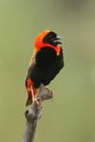 The southern red bishop or red bishop Euplectes orix sitting on the branch with open beak. Red passerine at courtship with green