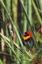 Southern Red Bishop (Euplectes orix) Royalty Free Stock Photo