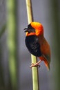 Southern Red Bishop (Euplectes orix) Royalty Free Stock Photo