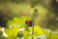 SOUTHERN RED BISHOP MALE BIRD CLINGING TO THE STEM OF A LOTUS LILY SEED POD Royalty Free Stock Photo