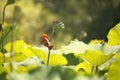 SOUTHERN RED BISHOP MALE BIRD ON A LOTUS POD STEM Royalty Free Stock Photo