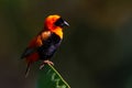 Southern Red Bishop perched on a pod. Royalty Free Stock Photo