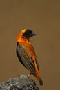Southern Red Bishop perched on rock Royalty Free Stock Photo