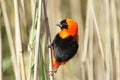 Southern Red Bishop Royalty Free Stock Photo