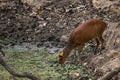 Southern Red Muntjac - Muntiacus muntjak, beatiful small forest deer from Southeast Asian forests