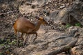 Southern Red Muntjac - Muntiacus muntjak, beatiful small forest deer from Southeast Asian forests