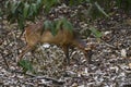 Southern Red Muntjac - Muntiacus muntjak