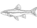 Southern redbelly dace or Chrosomus erythrogaster Freshwater Fish Cartoon Drawing
