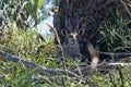 Lying Southern reedbuck, Redunca arundinum, Gorongosa national park, Mozambique Royalty Free Stock Photo